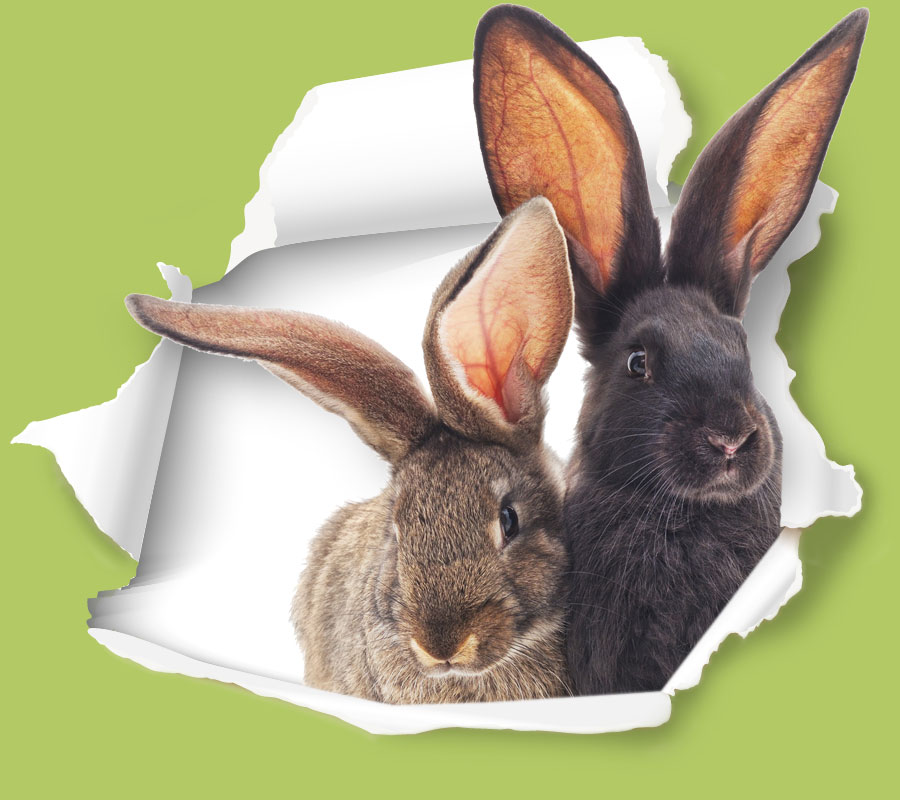 afr-ausbruch-hasen-gruen