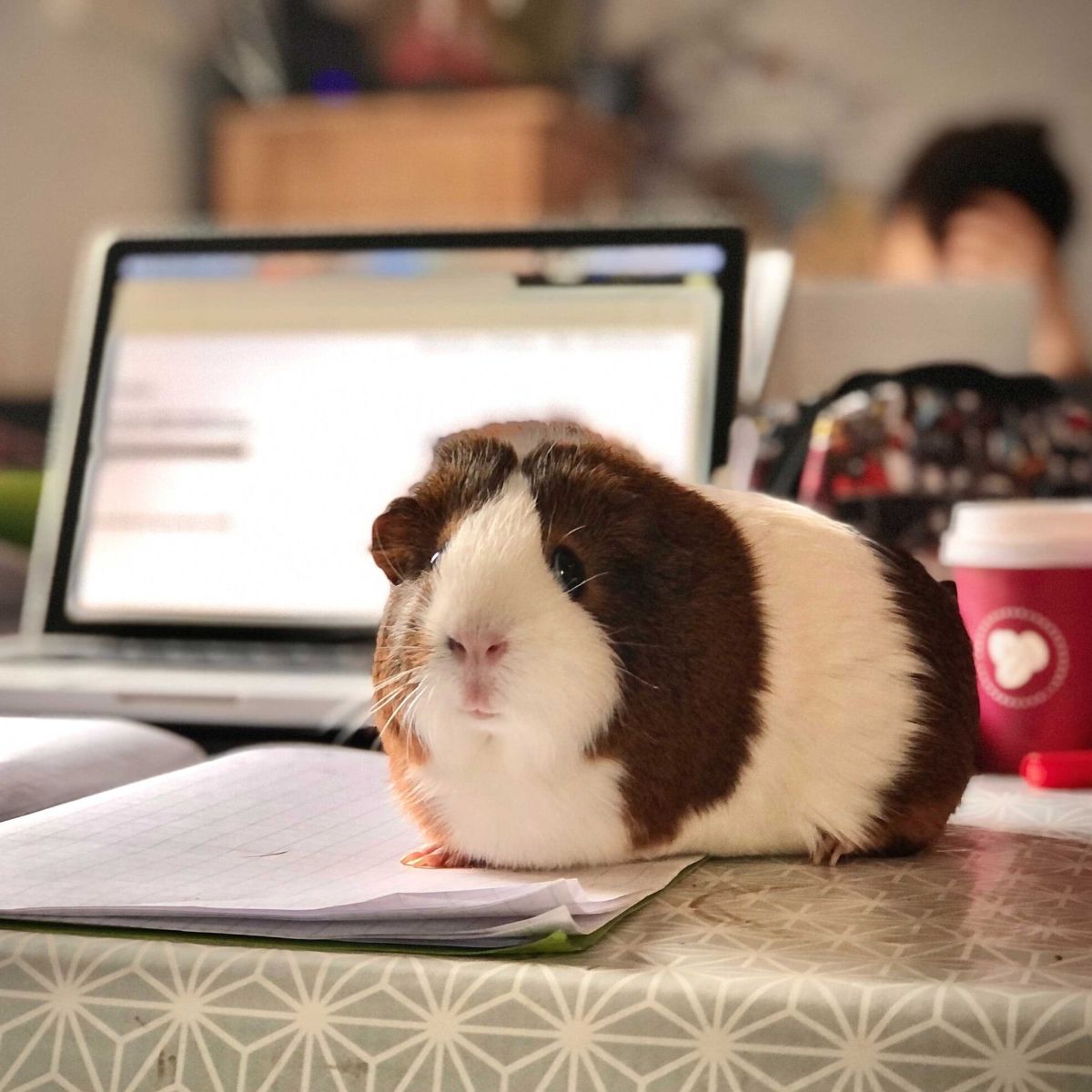 ba3c4ffb-1726-5cc1-f2a5-703b16d31682