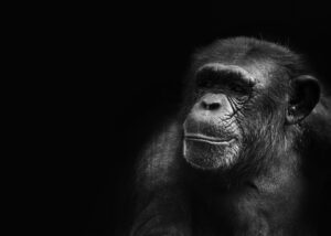 Ausstieg aus belastenden Primatenversuchen