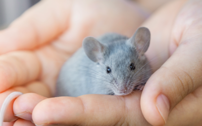 Was haben Mäuse mit uns Menschen gemeinsam?