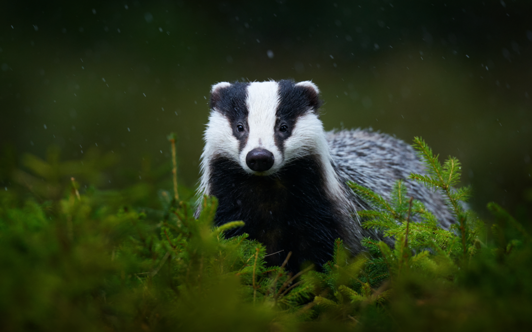 Wildtiere leiden unter schmerzvollen Forschungspraktiken