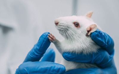 Tierversuche 2024: So viele schwer belastende Versuche wie seit 25 Jahren nicht mehr