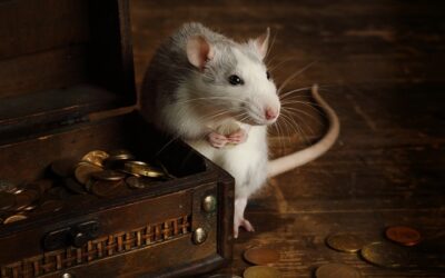 Der Gesetzesentwurf zur Förderung tierfreier Forschungsmethoden bleibt hinter den Erwartungen zurück