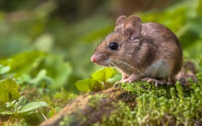 Alzheimer- und Parkinsonforschung ohne Tierversuche