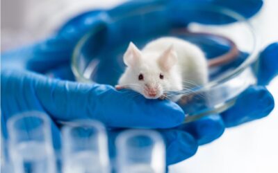 Weniger Tiere, mehr Leid: Warum die Tierversuchsstatistik 2025 aufhorchen lässt
